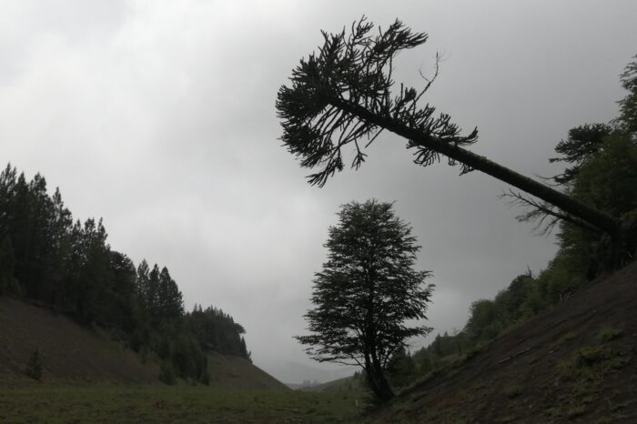 Araucarias en Reserva Malalcahuello